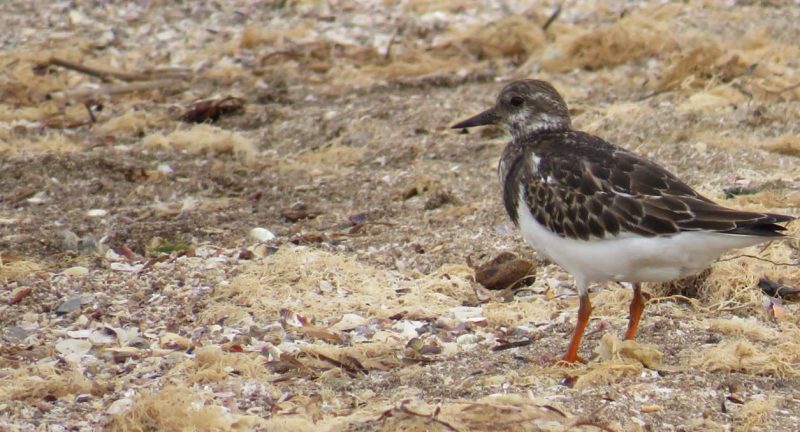 Tournepierre à collier sur la lagune de Nador